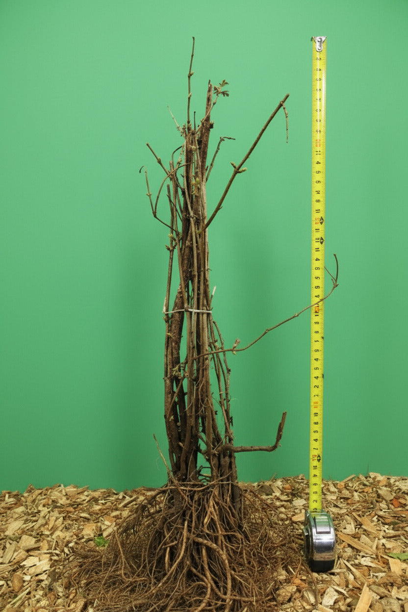 Sambucus nigra - Gewone vlier blote wortel