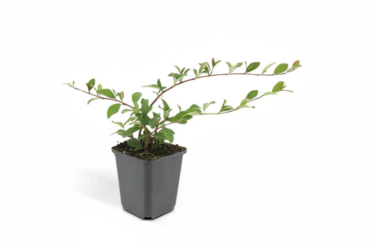 Cotoneaster dammeri C1,5