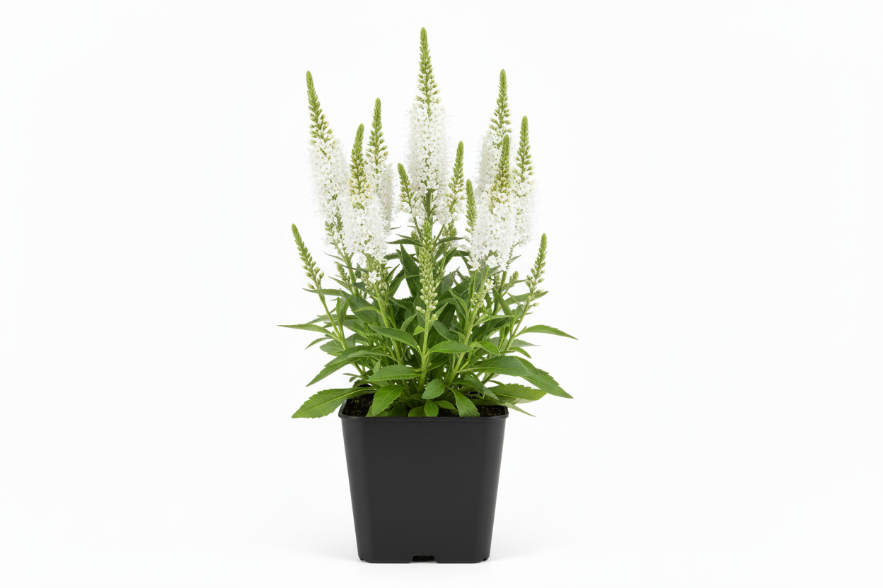 Veronica longlifolia alba P9 pot met witte achtergrond