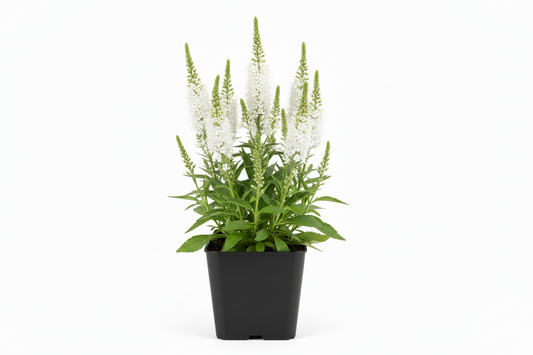 Veronica longlifolia alba P9 pot met witte achtergrond