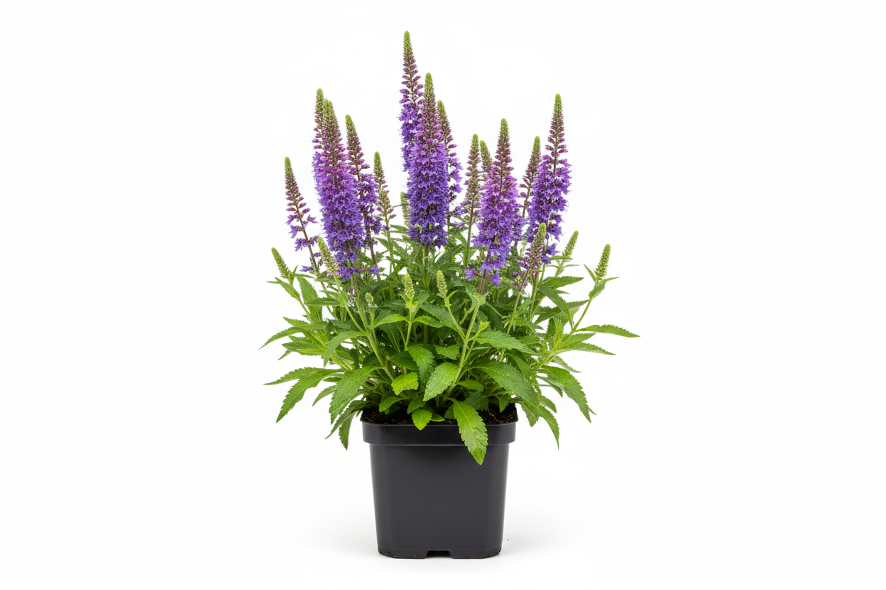 Veronica longlifolia P9 pot