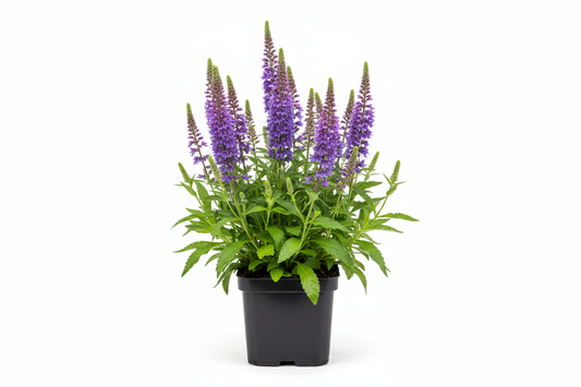 Veronica longlifolia P9 pot