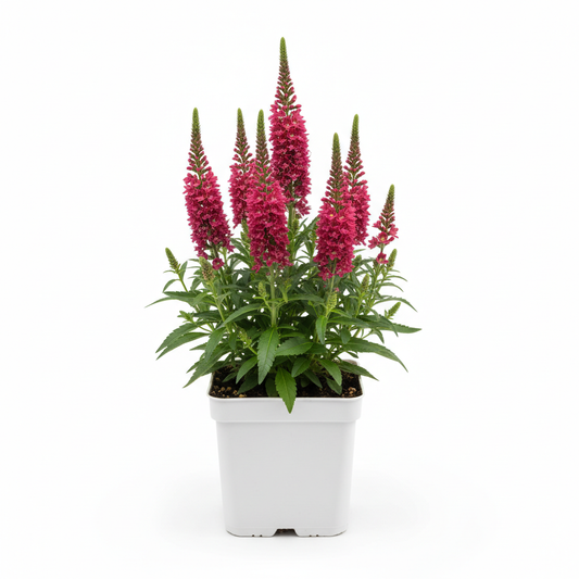 Veronica longlifolia 'Rotfuchs' P9 pot met witte achtergrond 