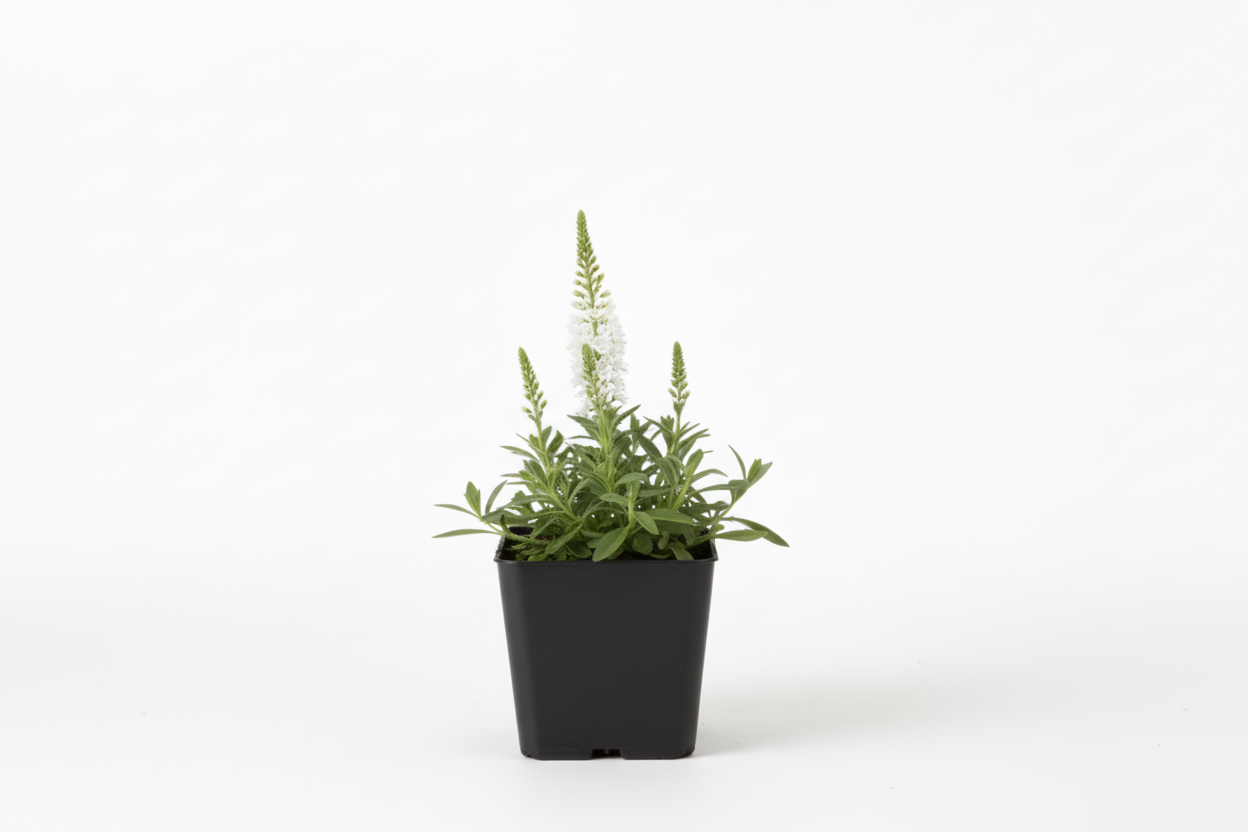 Veronica longlifolia 'Schneeriesin' P9 pot met witte achtergrond