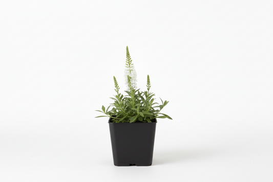 Veronica longlifolia 'Schneeriesin' P9 pot met witte achtergrond