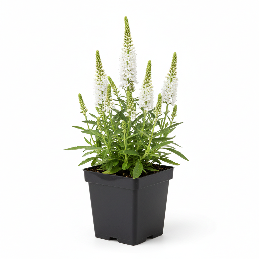 Veronica spicata 'Alba' P9 pot met witte achtergrond. moet ecgt lijken