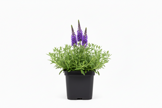 Veronica spicata P9 pot 