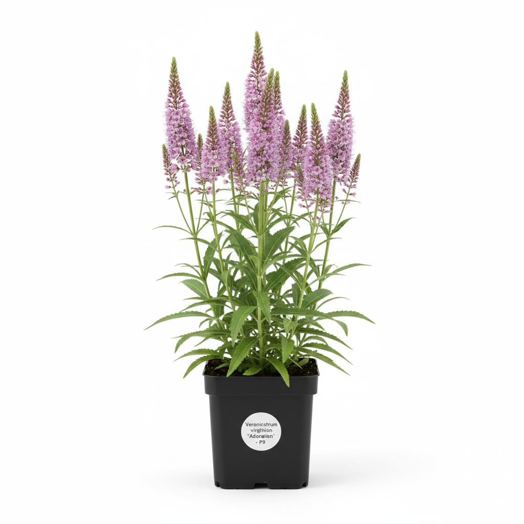 Veronicastrum virg. 'Adoration' P9 pot met witteachtergrond