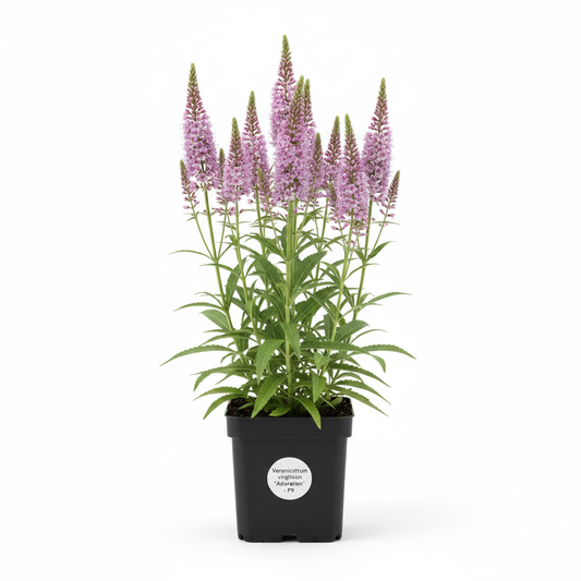 Veronicastrum virg. 'Adoration' P9 pot met witteachtergrond