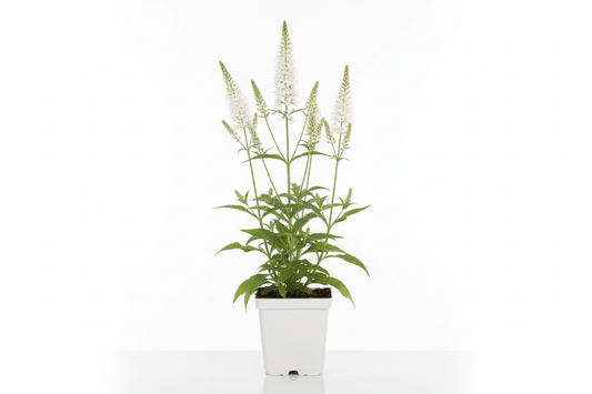 Veronicastrum virg. 'Alba' P9 pot met witte achtergrond
