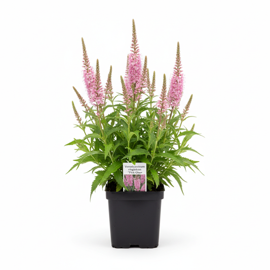 Veronicastrum virg. 'Pink Glow' P9 pot met witte achtergrond