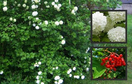Viburnum opulus haag