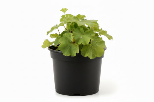 Alchemilla mollis C1,5