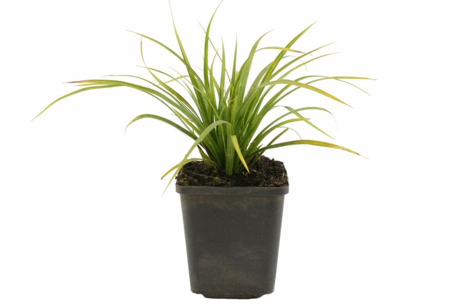 Carex morrowii Ice dance C1,5